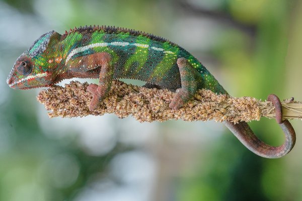 What Are the Best Plants for a Low-Light, Pet-Friendly Indoor Garden?